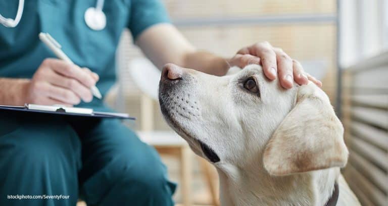 Veterinary Health Certificate Problems and Prevention Tips