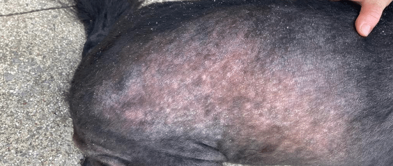 Using BioHex™ Shampoo to Manage Canine Pyoderma