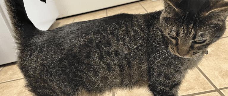 Using SENVELGO (velagliflozin oral solution) to Treat Feline Diabetes Mellitus