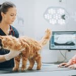 cat owner