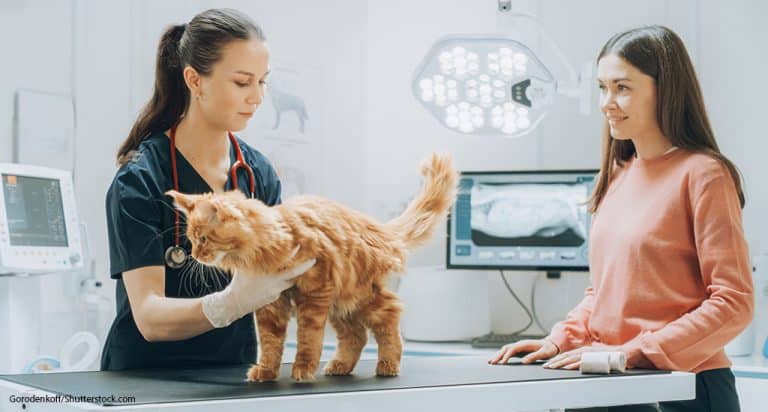 CATalyst Council Report Explores Feline Ownership and Care