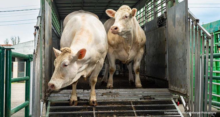 AVMA Releases New Animal Slaughter Guidelines