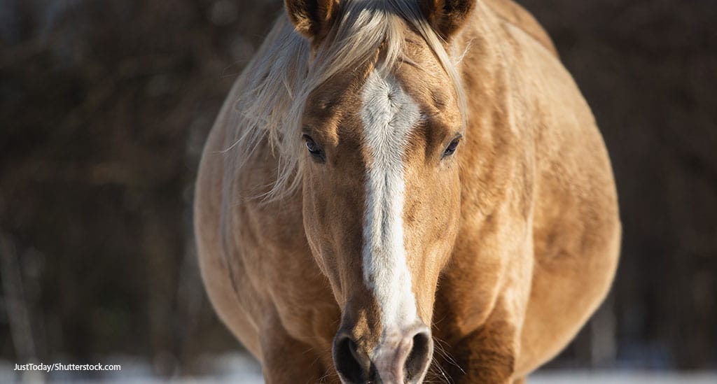 Pet Weight Survey Will Include Horses - Featured Image
