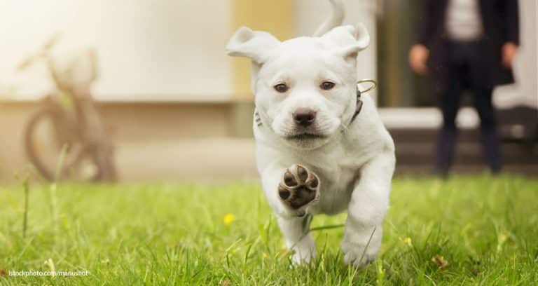 Animal Bailee Coverage: Does Your Veterinary Clinic Need It?
