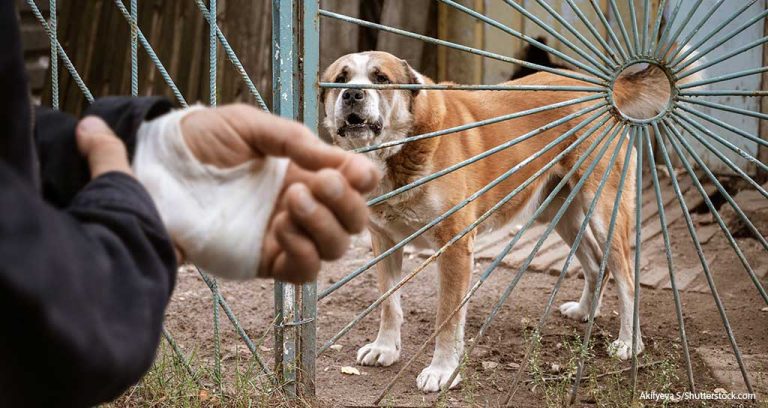 How to Navigate Rabies Reporting Requirements