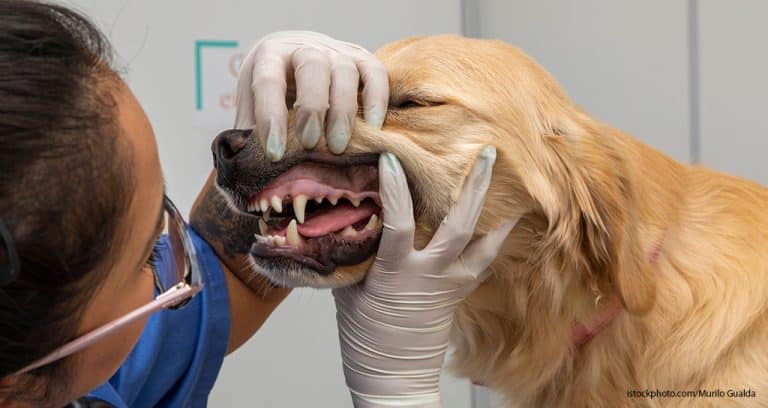 Good Oral Care Is Good for Business