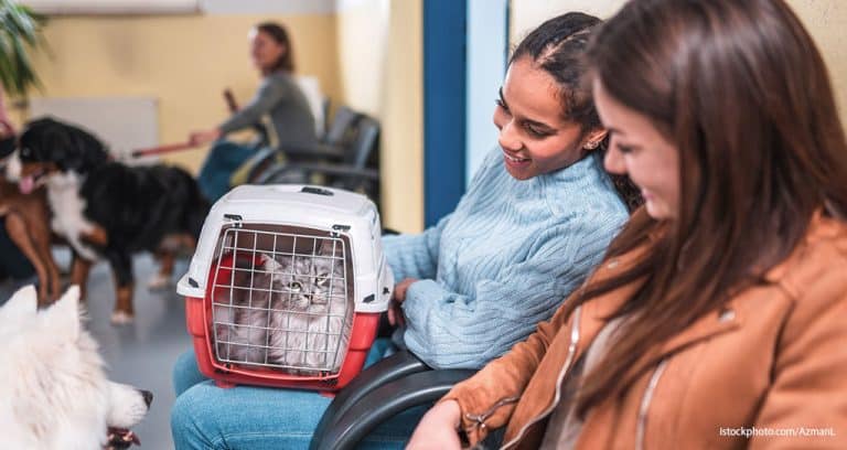 A Look Inside the Challenges of Everday Veterinary Practice
