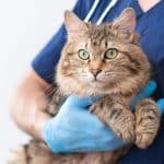 feline heartworm