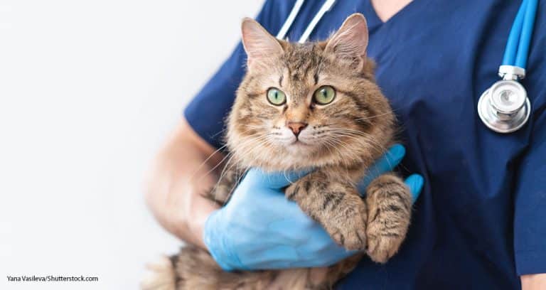 American Heartworm Society Updates Feline Guidelines