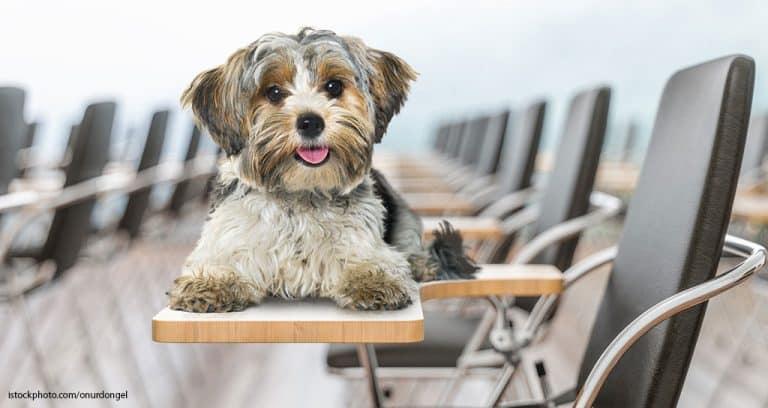 We’re at a Critical Point in Veterinary Medicine