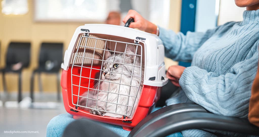 Catching Up With Cats - Featured Image