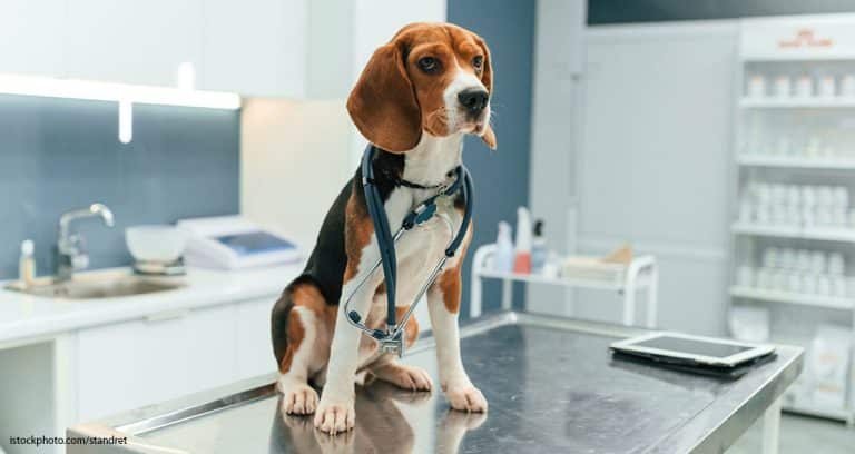 The Veterinary Market’s Invisible Hand