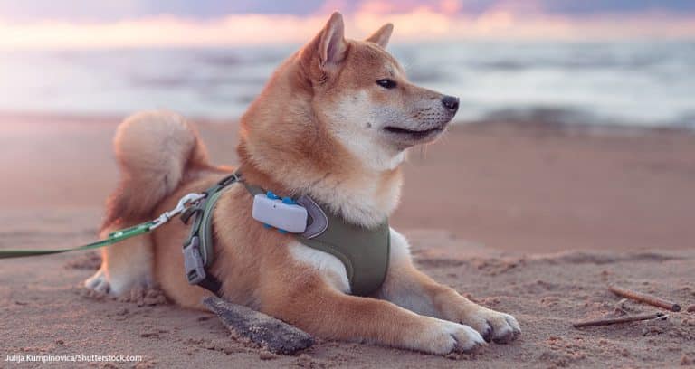 Most People Like Pet Care Technology