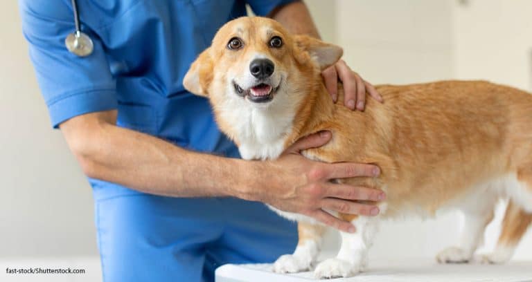 Zoetis Responds to FDA’s ‘Dear Veterinarian’ Letter