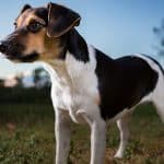 farmdog
