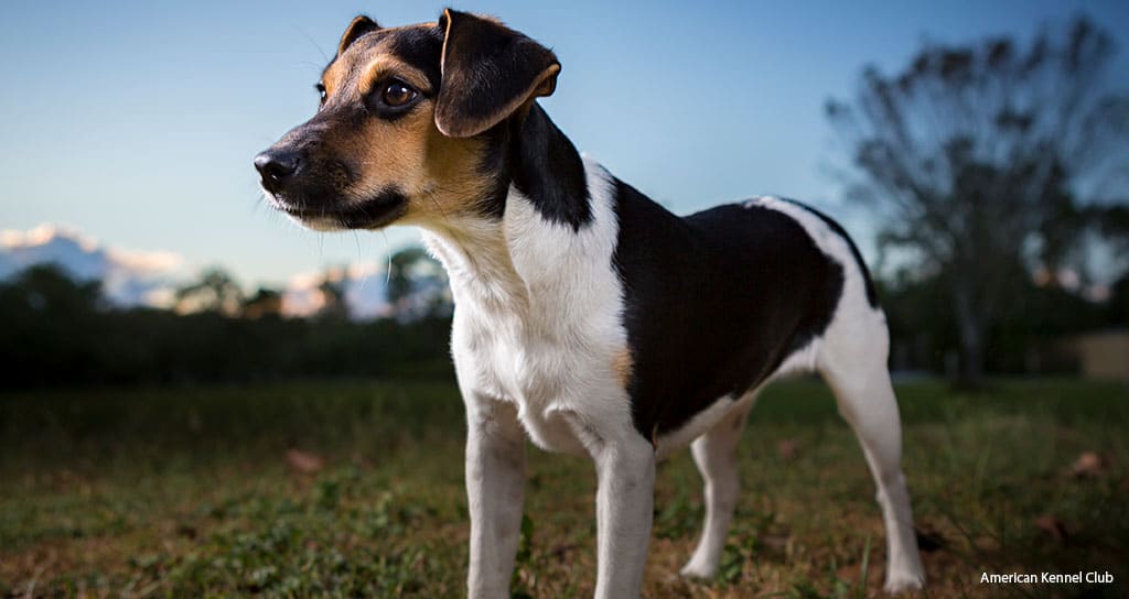 AKC Recognizes New Dog Breed - Featured Image