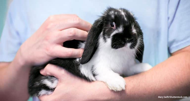 Researchers to Assess Small Pets’ Role in Human Well-Being