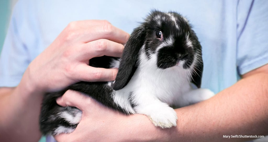 Researchers to Assess Small Pets’ Role in Human Well-Being - Featured Image