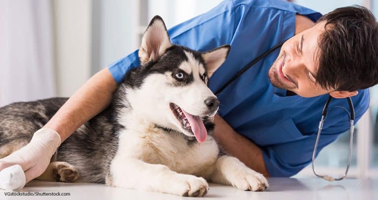 U.K. Veterinary Professionals Prioritize Well-Being