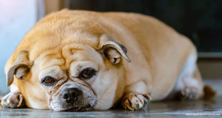 Advice to Veterinarians: Say “Clinical Obesity”