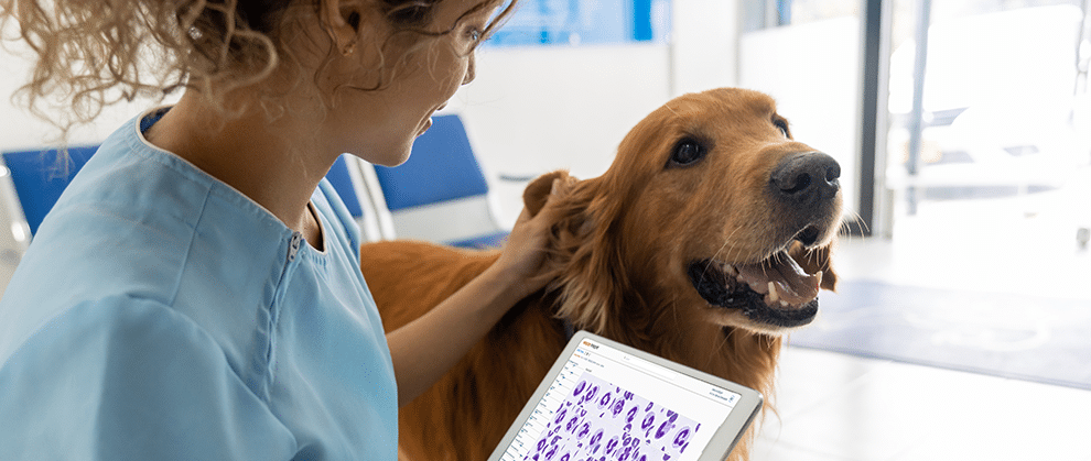 AI in Veterinary Practice: Accelerating Care Through Innovation - Featured Image