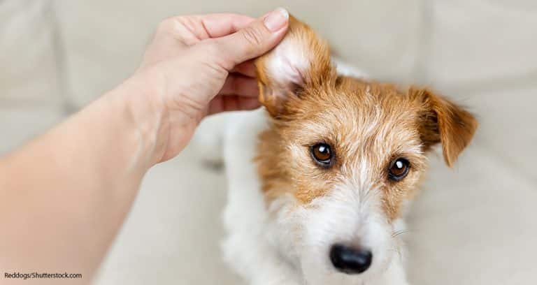 Dechra Offers Antibiotic-Free Otitis Treatment