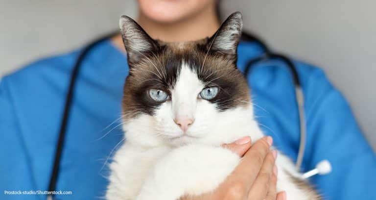 More Than 2,000 Clinics Are Certified Cat Friendly