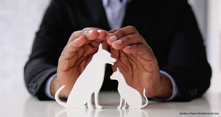 Costliest Pet Insurance Is in Connecticut
