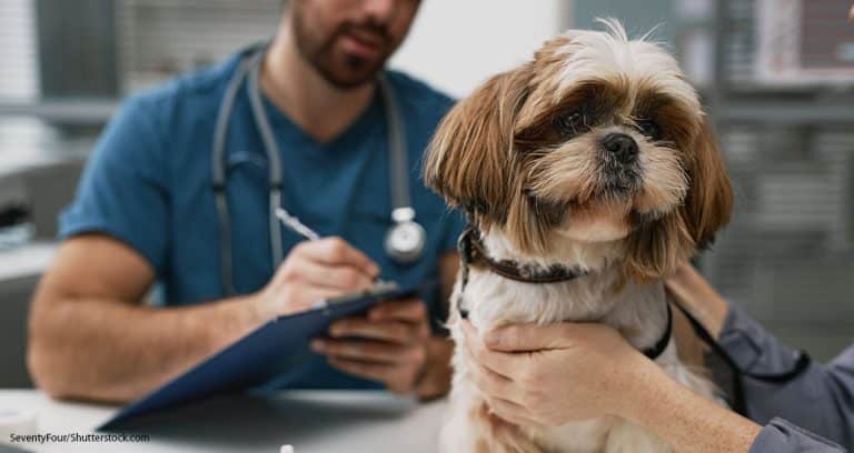 AAHA Releases Referral Guidelines