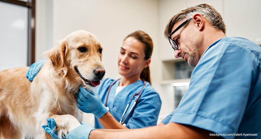Extra Special Veterinary Care - Featured Image