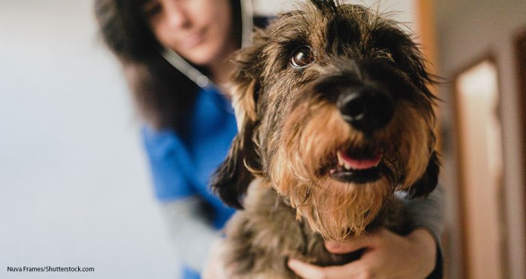 More Pet Owners Are Choosing Specialty Care