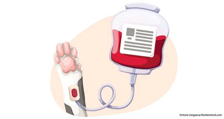 We Must Improve the Availability of Pet Blood Products