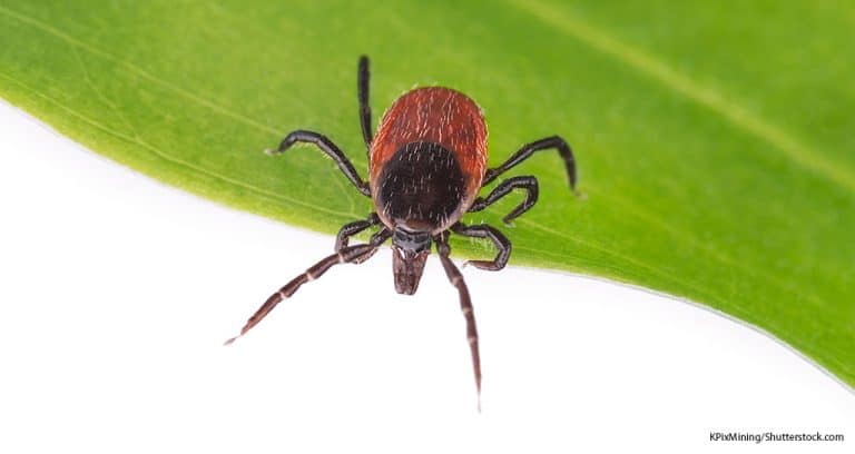 Lyme-Carrying Deer Tick Found in More Places