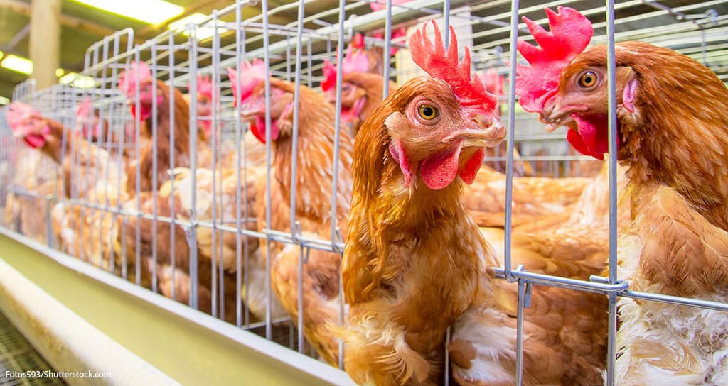 Highly Pathogenic Avian Influenza Poses Global Threat - Featured Image