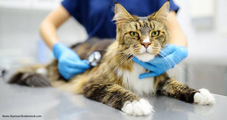 Cat Visits Surge Amid Slump in Canine Patients