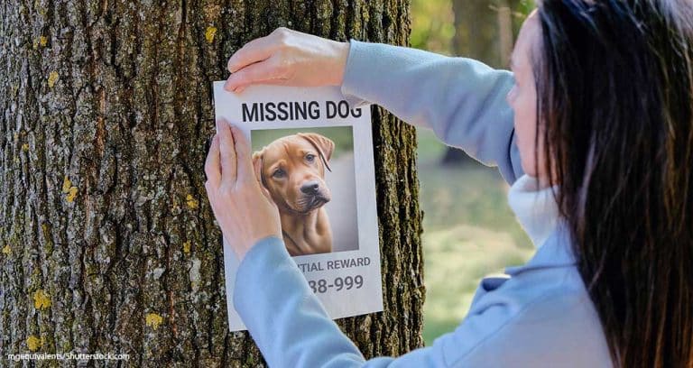 Missing Pets Have Over 50/50 Chance of Recovery