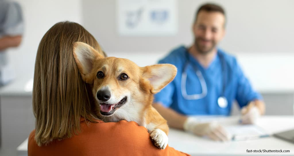 Pet Owners Underestimate Demands of Veterinary Work - Featured Image