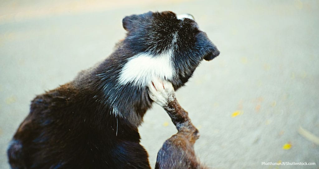 Vets Who Can’t Solve Dogs’ Itching Lose Clients - Featured Image