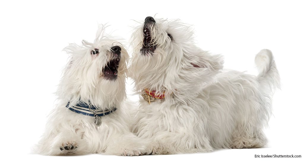 Noise Issues Contribute to Workplace Stress - Featured Image