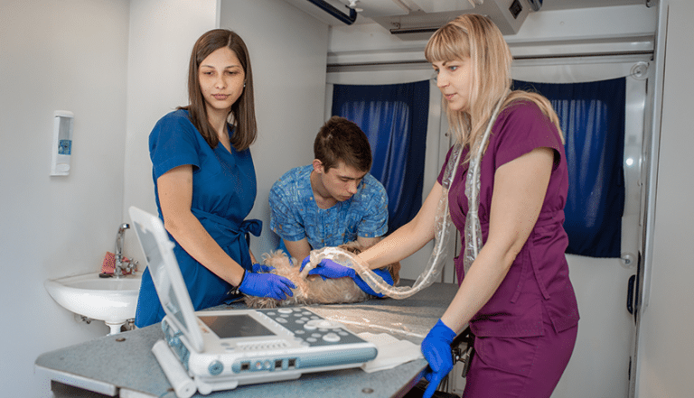 Is a Mobile Veterinary Practice Right for You?