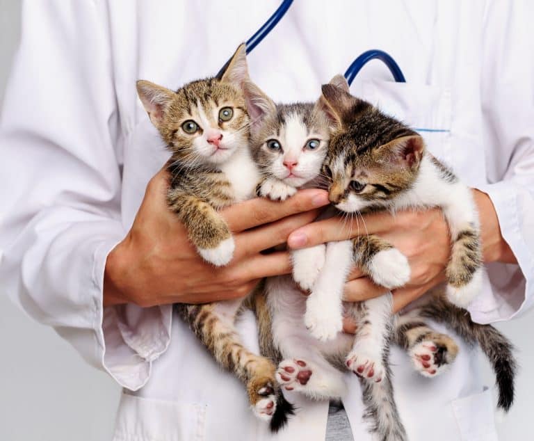 Veterinary Medicine’s Three-Headed Patient