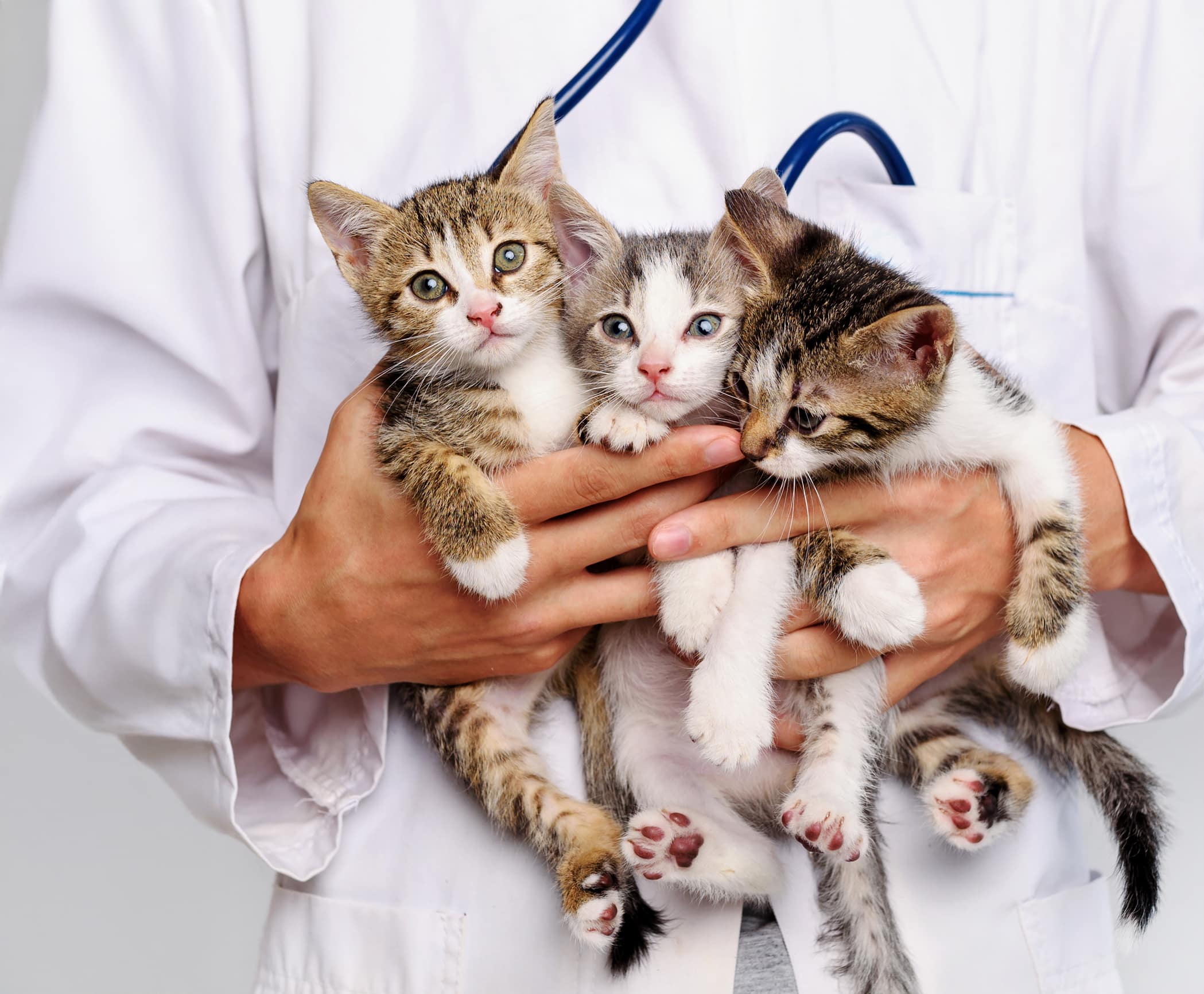 Veterinary Medicine’s Three-Headed Patient - Featured Image