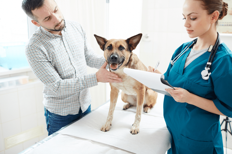 Pet Insurance and the Rise of Specialized Veterinary Services