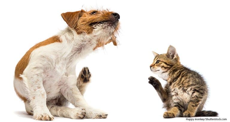 Merck Survey Reveals Gaps in Flea and Tick Prevention