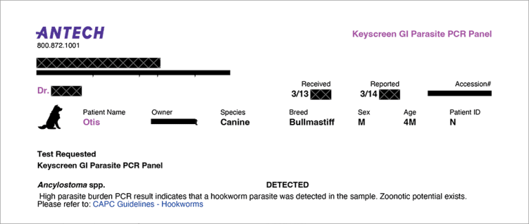 Using Antech KeyScreen™ GI Parasite PCR to Diagnose Drug-Resistant Hookworms