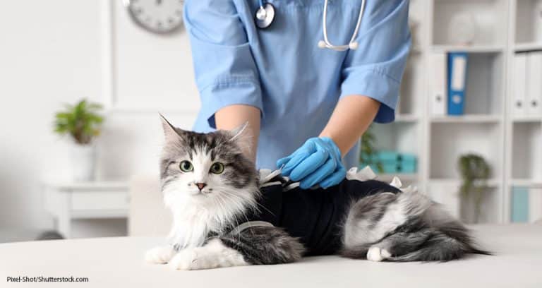 Feline Veterinary Visits Continue to Climb