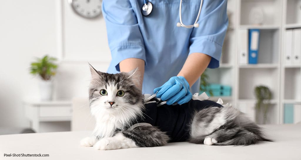 Feline Veterinary Visits Continue to Climb - Featured Image