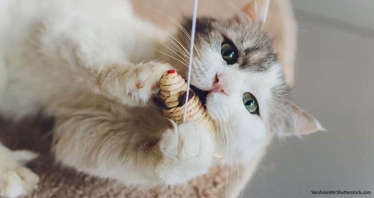 Indoor Cats Require Physical and Mental Stimulation
