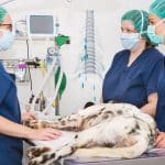 veterinary general practice