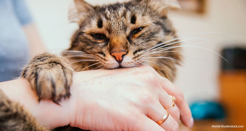 Low-Stress Handling Certification Lowers Injury Risk - Featured Image